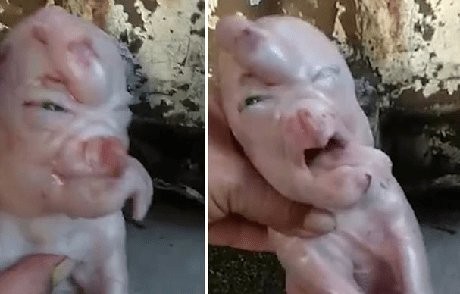 Video viral: el extraño caso del cerdito que nació con "ojos humanos" | Redes