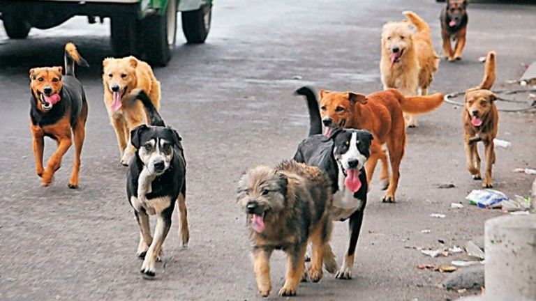 Preocupación en Ushuaia por 12.500 perros sueltos en las calles | Información General