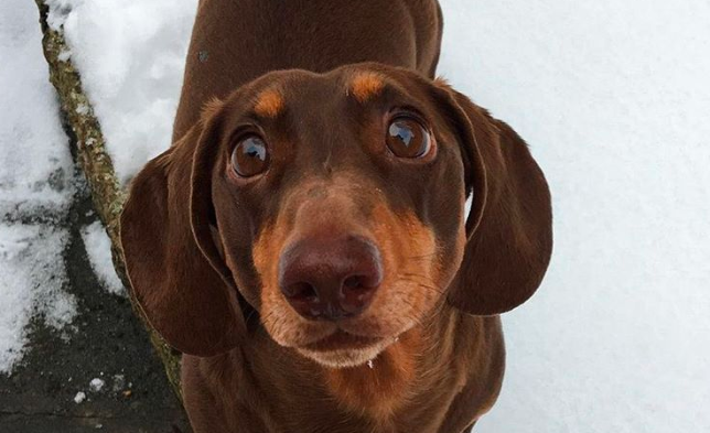 Efecto cuarentena: el perro que se quebró la cola de la alegría de estar todo el día con sus dueños | Redes