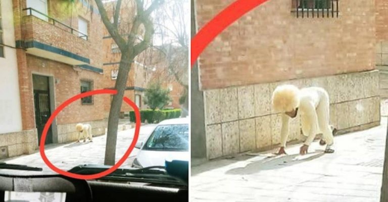 El hombre que se disfrazó de perro para violar la cuarentena | Redes
