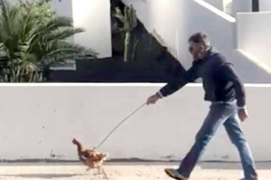 Violó la cuarentena para pasear una gallina y deberá pagar miles de euros | Redes