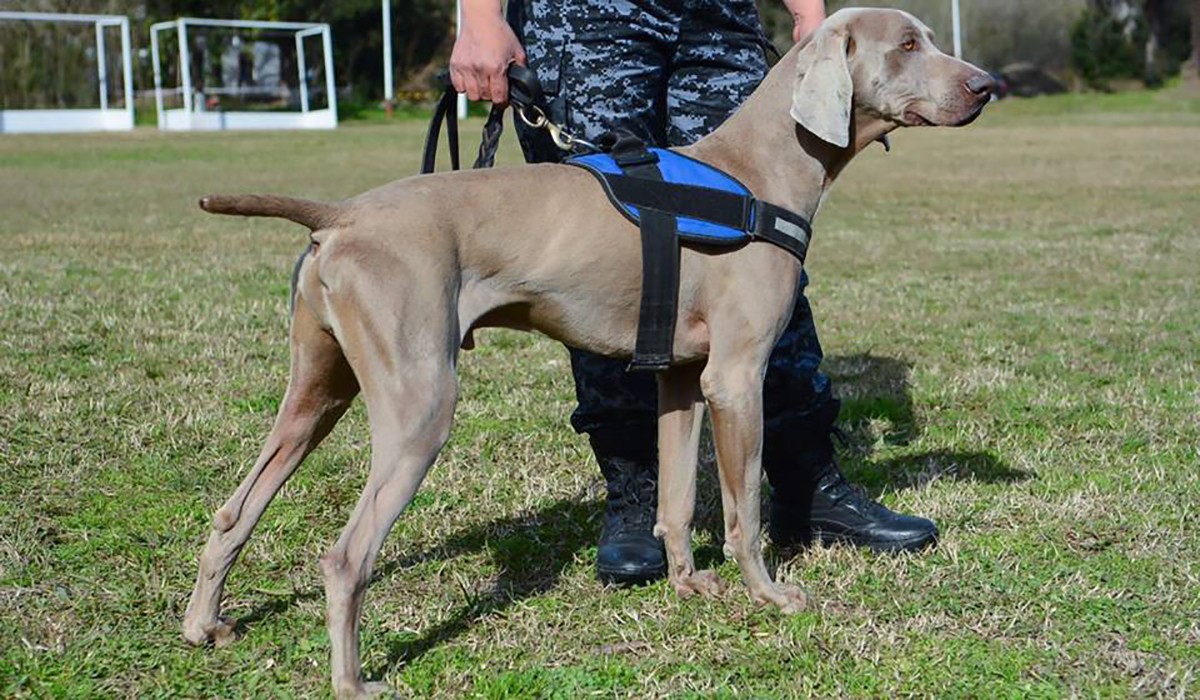 Bruno, el "Messi de los perros" que ayudó a detener al femicida de Monte Chingolo | Nacionales