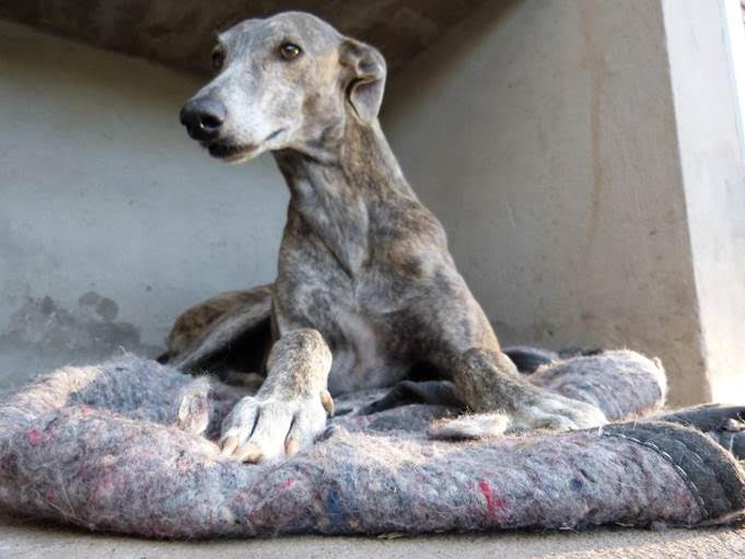 Consejos para cuidar a perros y gatos durante la cuarentena | Noticias