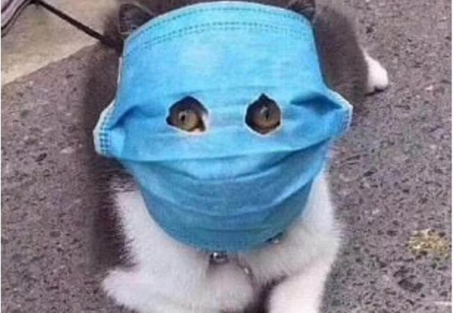 Estudios de científicos chinos indican que el coronavirus infecta a los gatos | Información General
