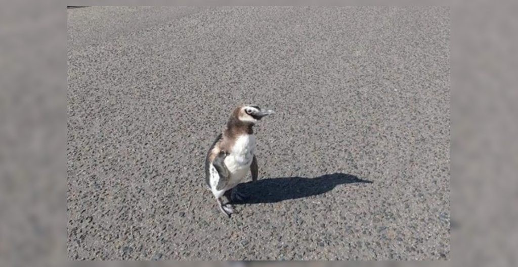 El lado b del coronavirus: apareció un pingüino caminando por las calles de Miramar | Nacionales