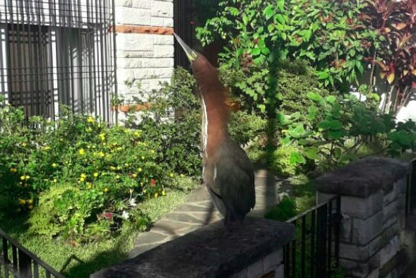 El lado b del coronavirus: el video del extraño pájaro que apareció en las calles de Olivos | Redes