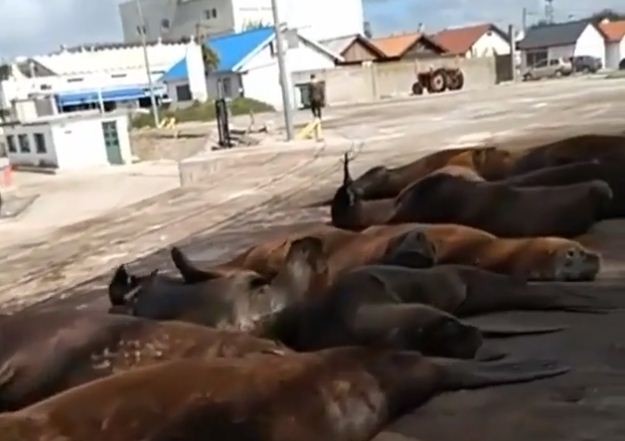 El lado b del coronavirus: los lobos marinos se pasearon por las calles del puerto de Mar del Plata | Información General