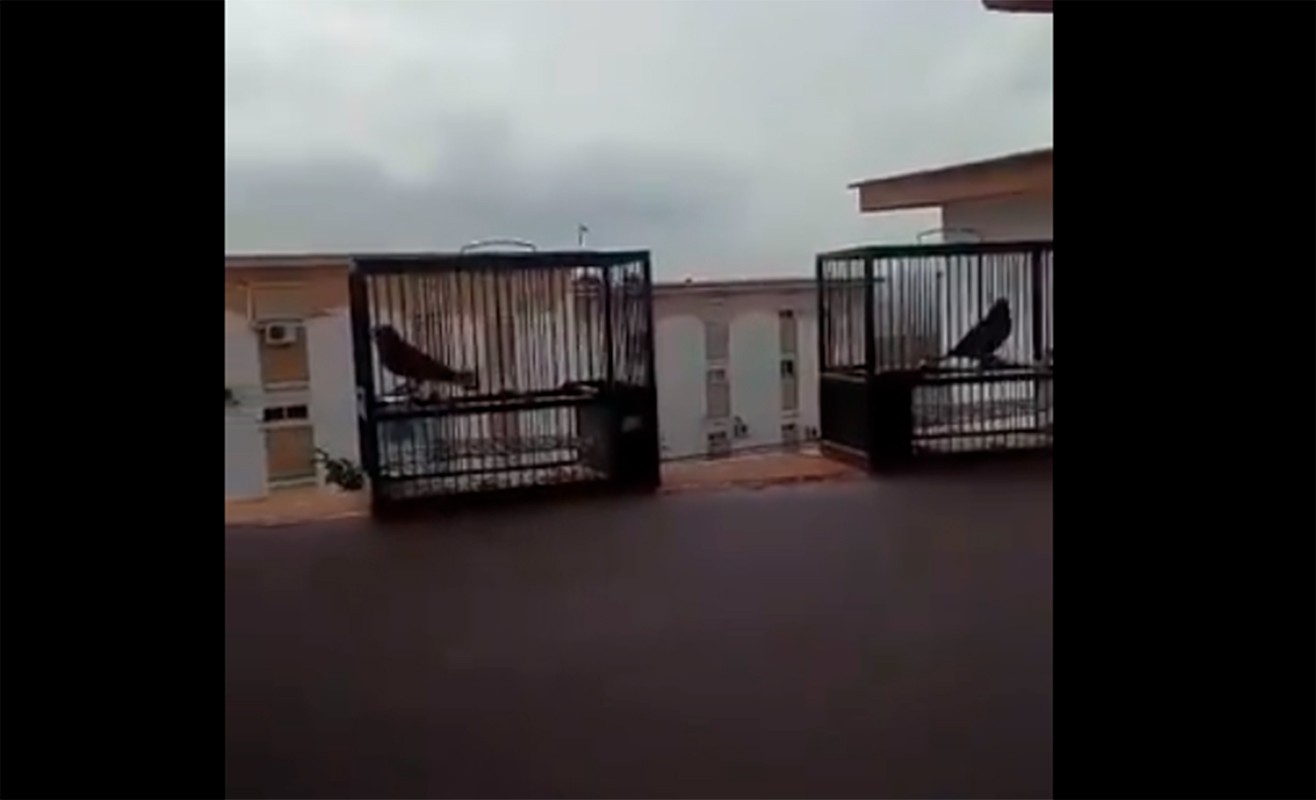 Video: liberó a sus pajaritos porque con la cuarentena entendió el dolor de estar encerrado | Redes