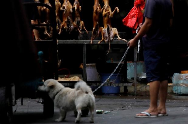 Coronavirus: un nuevo estudio ubica en los perros callejeros el origen de la pandemia | Información General