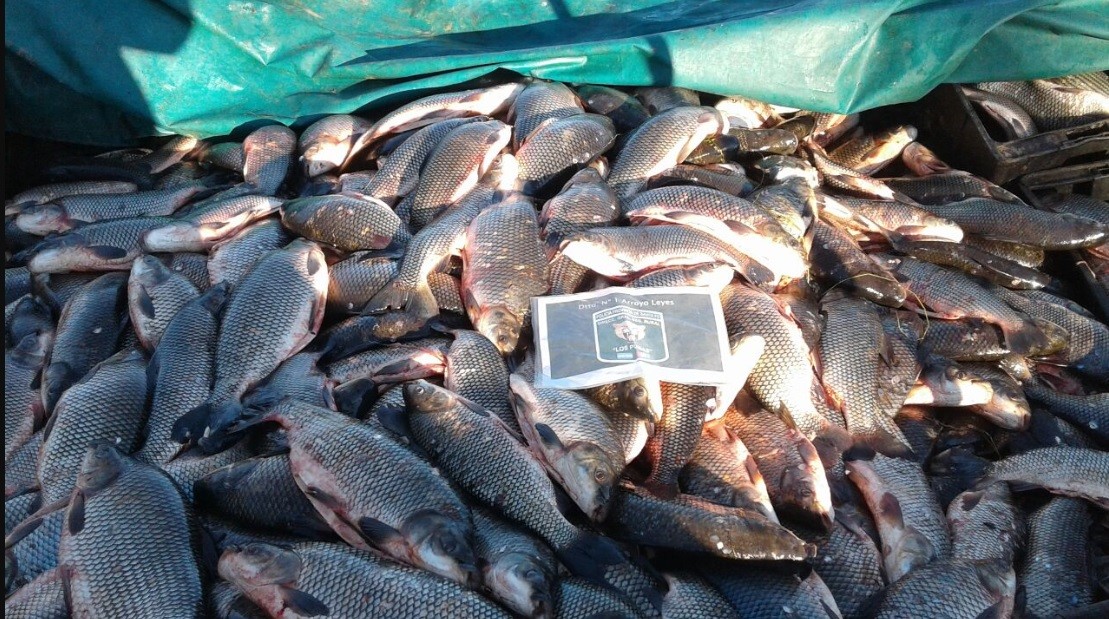 Decomisaron 4000 kilos de pescado en Entre Ríos | Nacionales