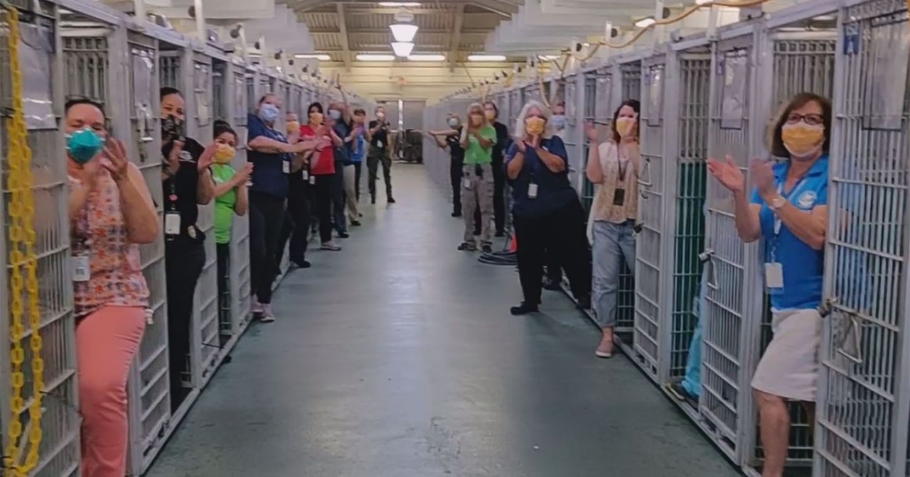 Video: así festejaron que todos los animales de un refugio fueron adoptados | Redes