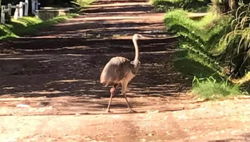 Sorpresa y misterio en Parque Leloir porque apareció un ñandú | Nacionales