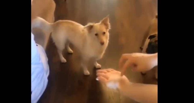 Video: la perrita sorda que se vuelve loca cuando le dicen en lenguaje de señas que va a salir a pasear | Redes