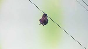 Video estremecedor: una nena de 9 años quedó colgando de un cable de alta tensión | Redes