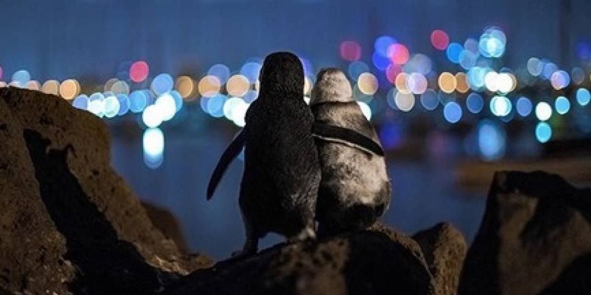 Viral tierno: la historia detrás de la foto de los pingüinos viudos abrazados | Redes