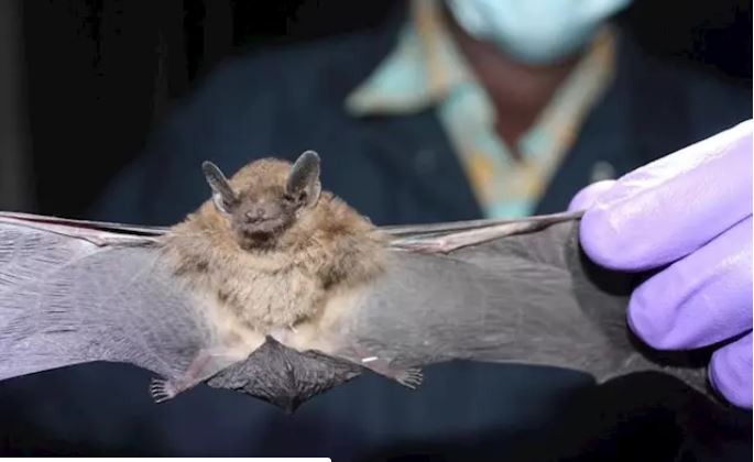 La OMS cree que el coronavirus "tiene un origen animal" y asegura que no hay evidencias de que haya sido generado en un laboratorio chino | Información General