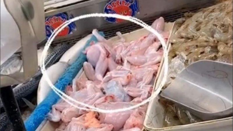 Video de TikTok: la rana "muerta" que revivió y se escapó de la carnicería | Redes