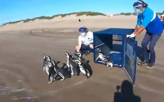 VIDEO: Diez pingüinos "rompieron" la cuarentena y regresaron al mar | Información General