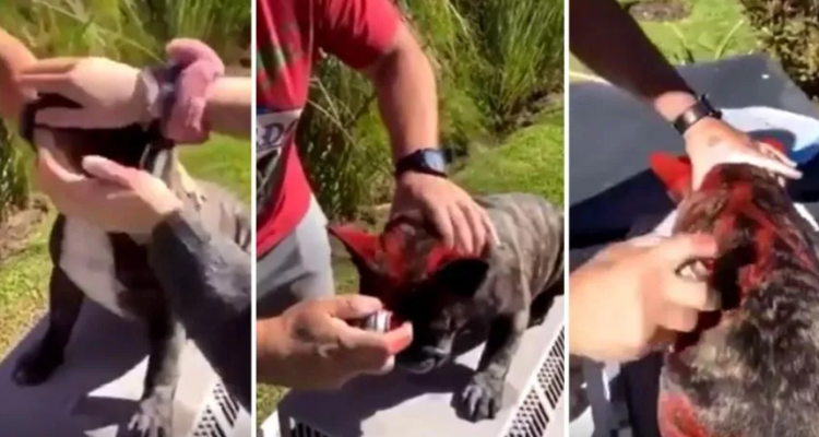 Video: un hombre pintó a su perro con aerosol y subió las imágenes a sus redes sociales | Redes