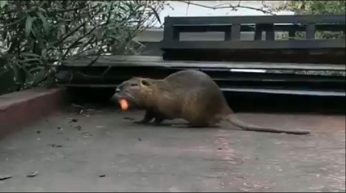 La historia de "Luchito", el roedor gigante que apareció en una casa de La Boca | Redes