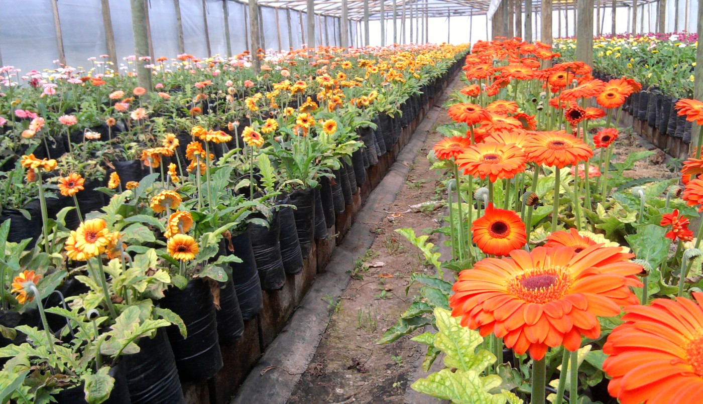 La Provincia ratifica la excepción para la actividad de viveros en la cuarentena | Noticias