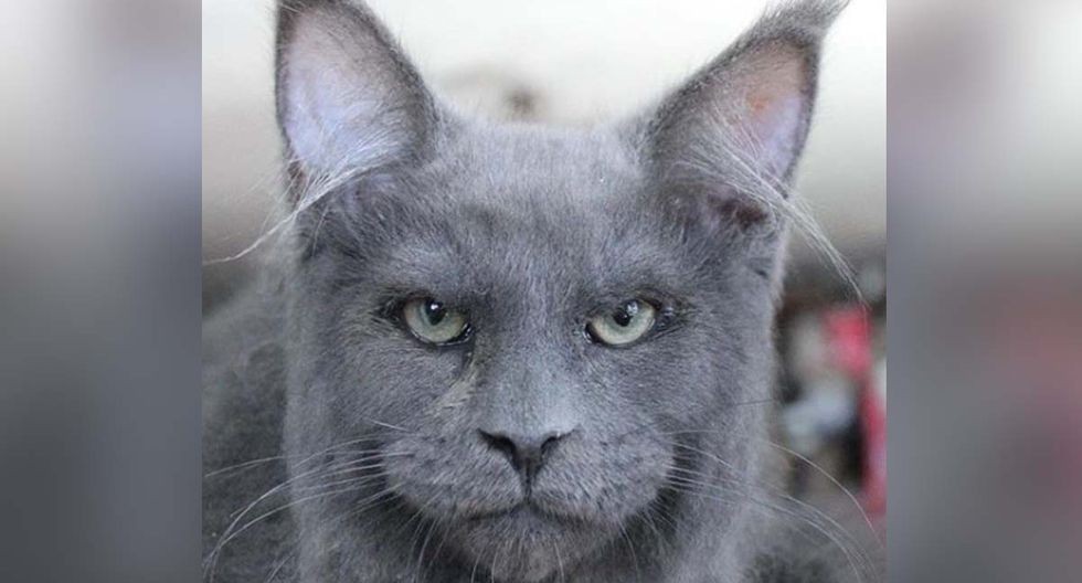 El gato con rostro humano que se volvió viral en las redes sociales | Redes