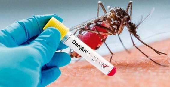 Científicos advierten que el mosquito del dengue se adaptó para sobrevivir al frío | Información General