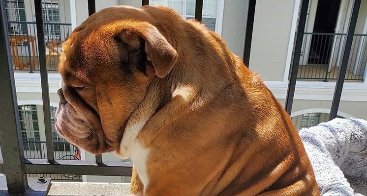 El extraño furor por Big Poppa: el perrito más triste de la cuarentena | Redes