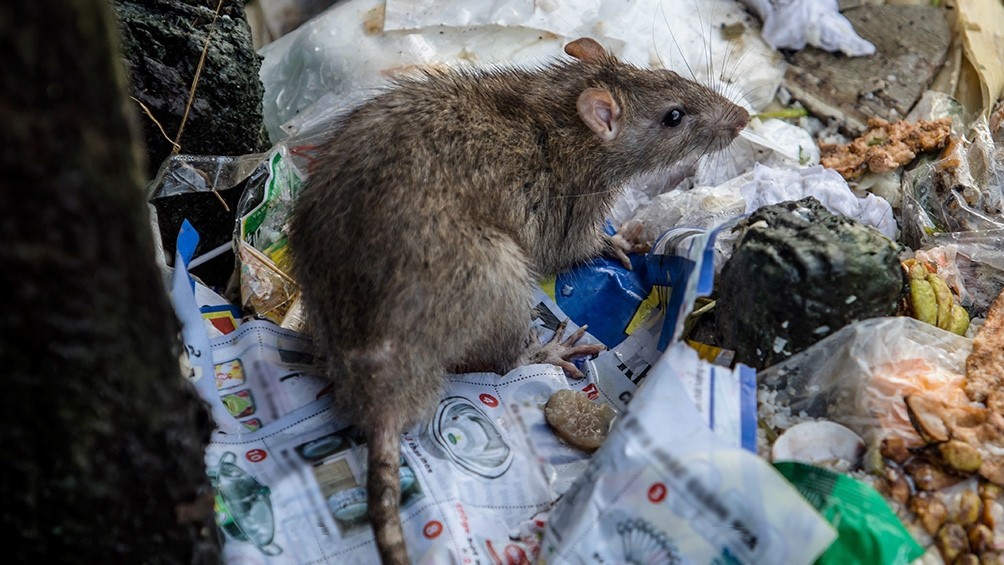 Hantavirus: confirmaron dos muertes y 13 casos en provincia de Buenos Aires | Nacionales