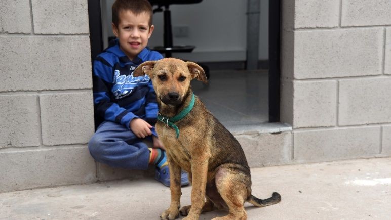 Más de veinte mascotas fueron adoptadas durante la cuarentena en Rosario | Noticias