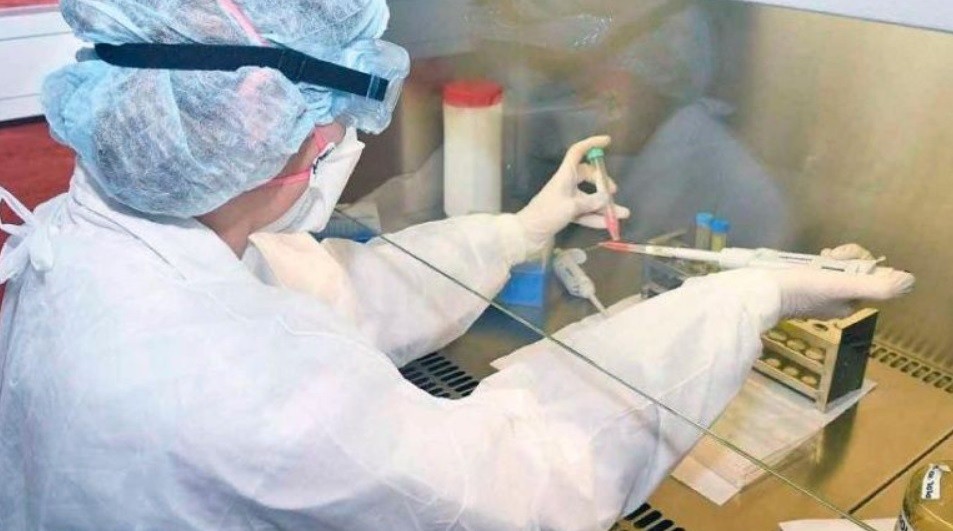 Coronavirus: científicas argentinas identifican la secuencia genética de 26 cepas | Información General