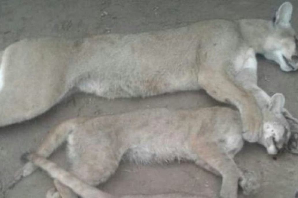 Un cazador violó la cuarentena: mató a un puma y sus dos cachorros | Nacionales