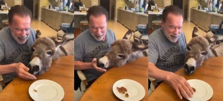 Arnold Schwarzenegger le festejó el cumple a su burra Lulu | Espectaculos