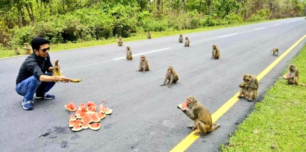 Postal del coronavirus: monos con "perfecto distanciamiento social" | Redes