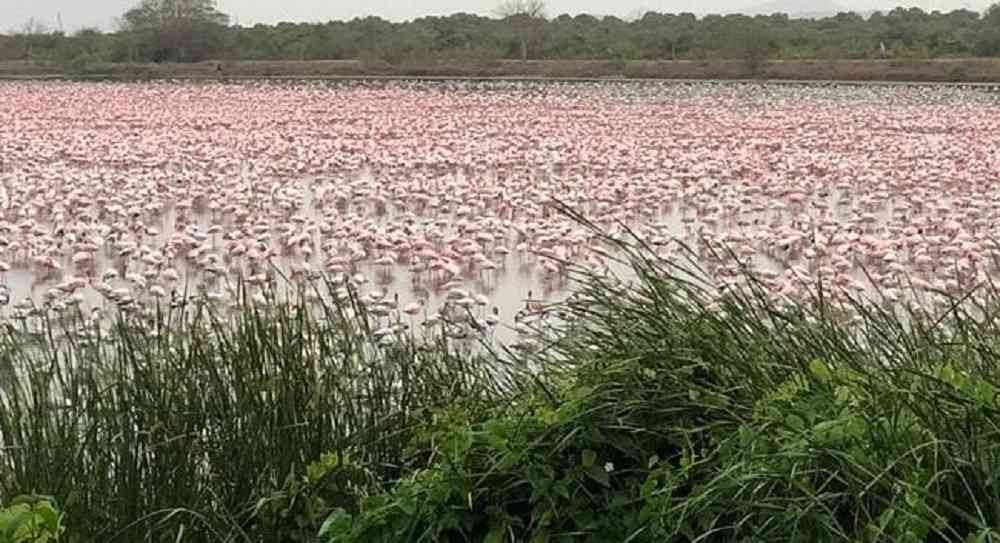 El lado b del coronavirus: una "alfombra rosa" de flamengos cubrió un lago de la India | Información General