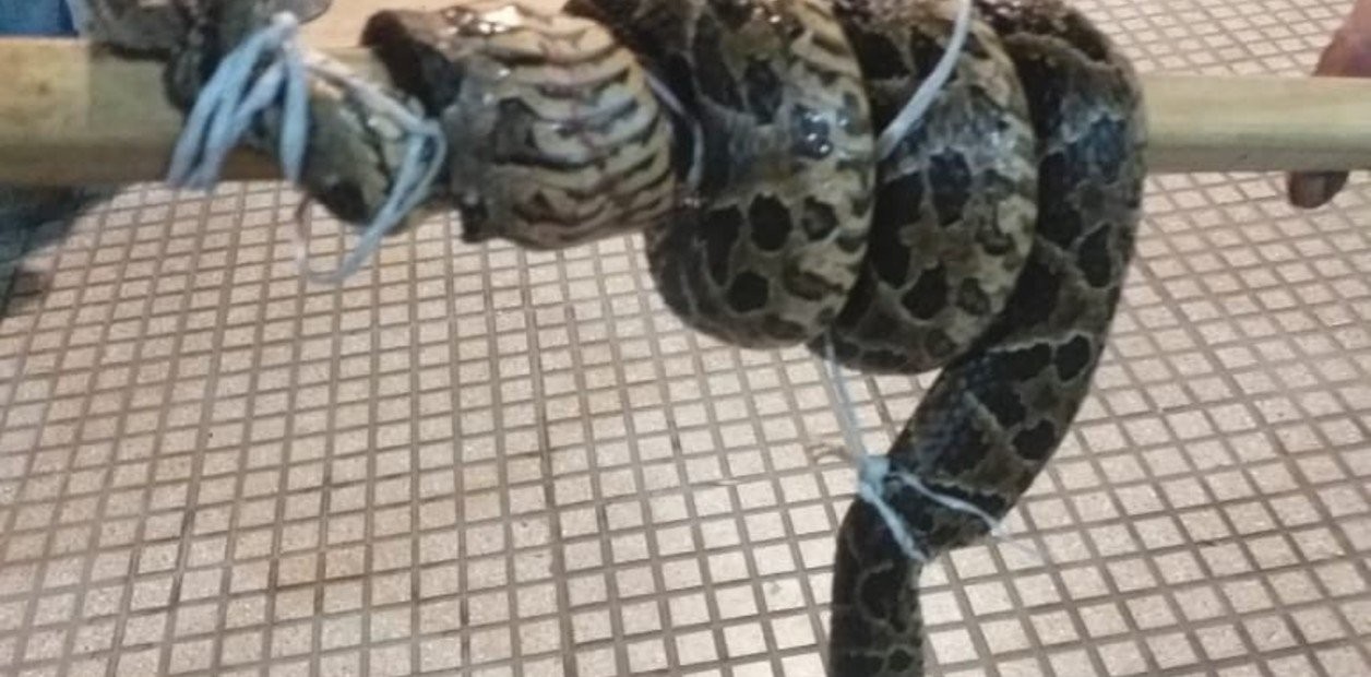 Una yarará atacó a un hombre en el barrio porteño de Retiro | Noticias