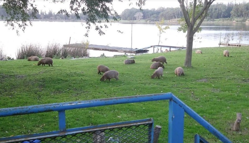 Ante la ausencia de humanos, carpinchos invaden la Laguna de los Padres | Nacionales