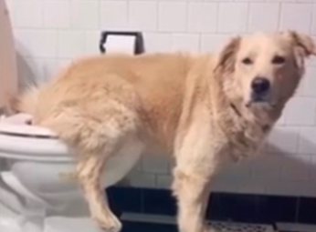 El viral del año: el increíble perro que usa el inodoro como un ser humano | Redes