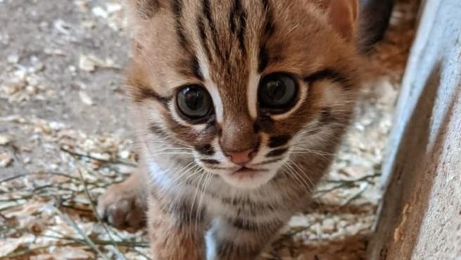 Video: nacieron dos cachorros de la raza más pequeña de gato salvaje | Redes
