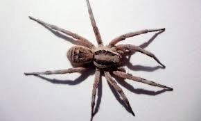 Alarma por las arañas lobo del Ártico: son cada vez más grandes y se volvieron caníbales | Redes