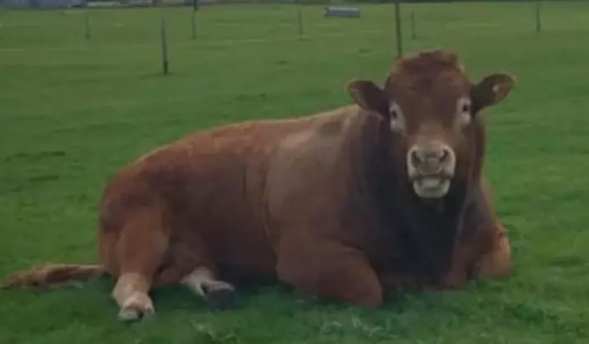 Insólito: un toro se rascó contra un poste luz y dejó sin electricidad a 800 hogares | Noticias