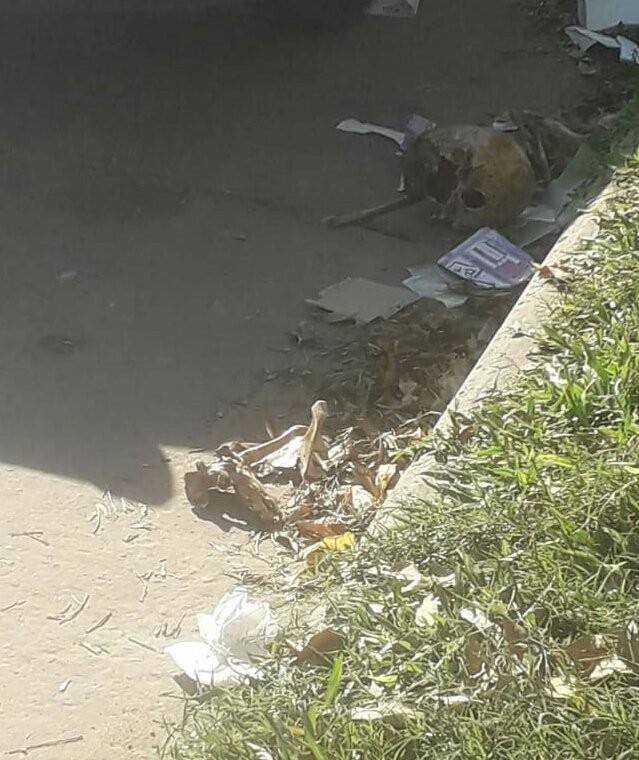 Hallaron restos óseos en la zona sur de Avenida Freyre | Noticias