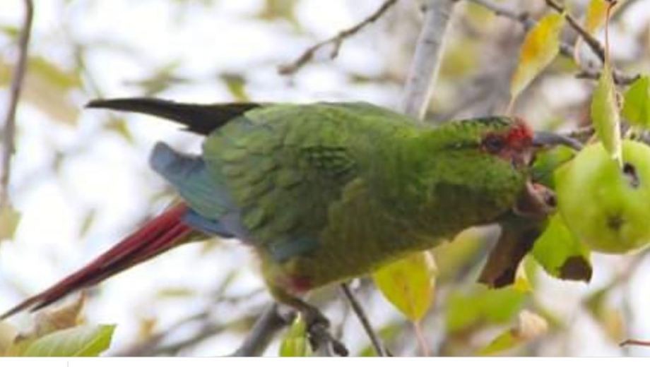 Fotografían por primera vez en el país un loro choroy, una especie muy inteligente | Nacionales