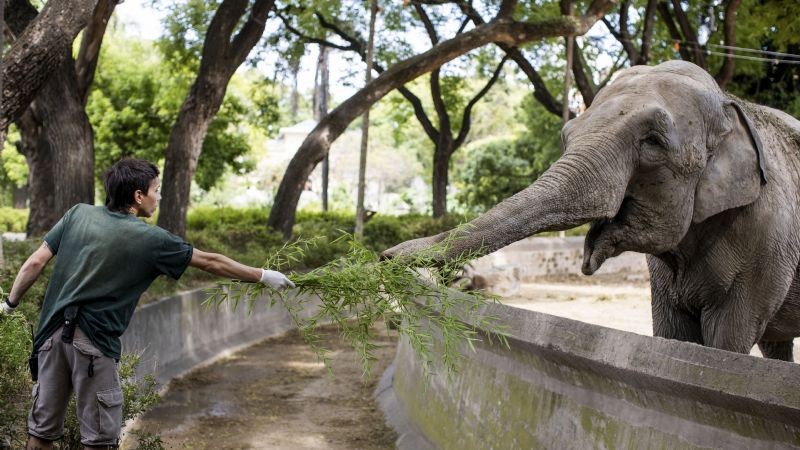La elefanta Mara llegó al santuario de Brasil | Nacionales
