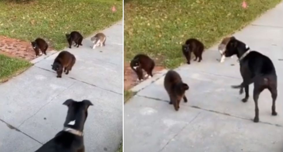 Video viral: El cruce cara a cara de cuatro gatos callejeros y un perro | Redes