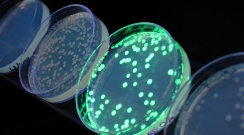 Desarrollan un barbijo que se ilumina en contacto con el coronavirus | Información General