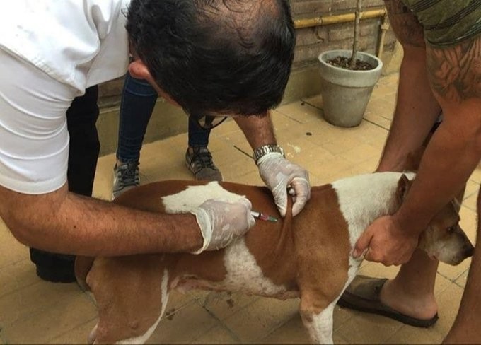 Santo Tomé reanuda la campaña de vacunación antirrábica en la Oficina de Zoonosis | Noticias