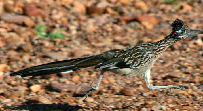 Video: la persecución en la vida real de un coyote a un correcaminos en el desierto | Redes
