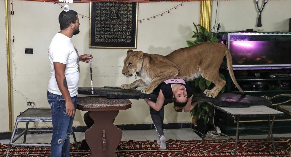 El domador que se llevó los leones a su casa para dar shows por Internet | Espectaculos