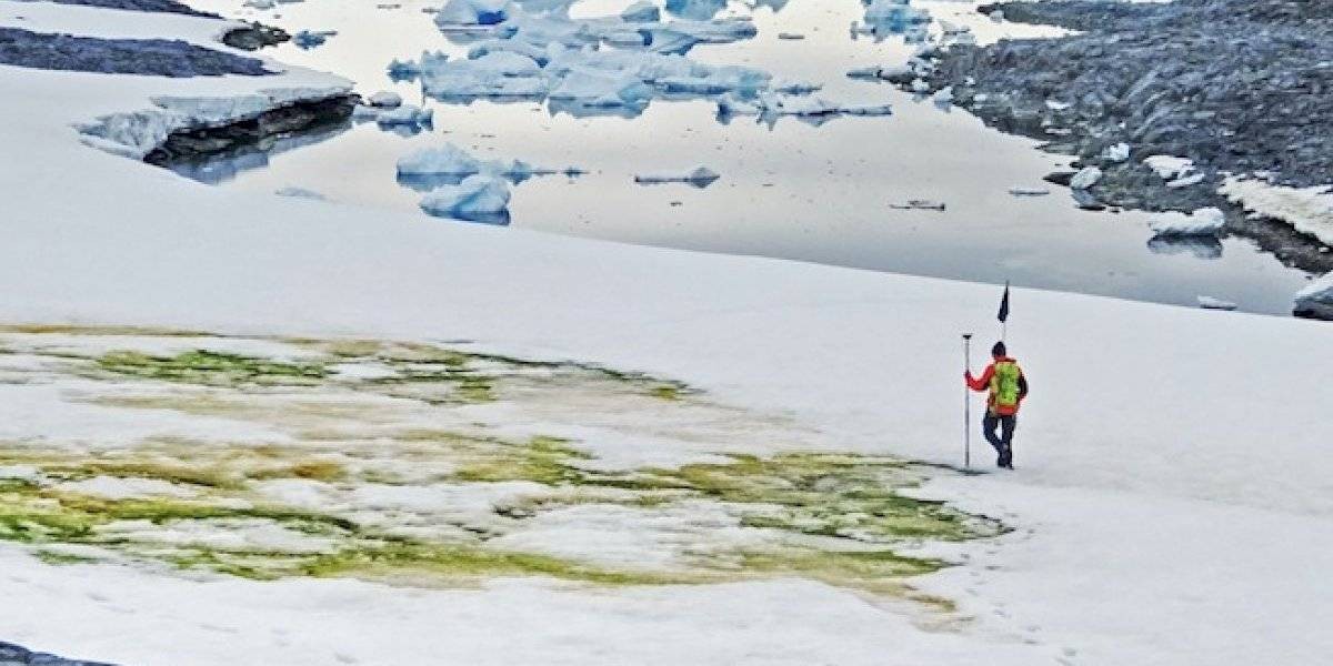 Por el cambio climático, la Antártida se está tiñendo de verde | Nacionales